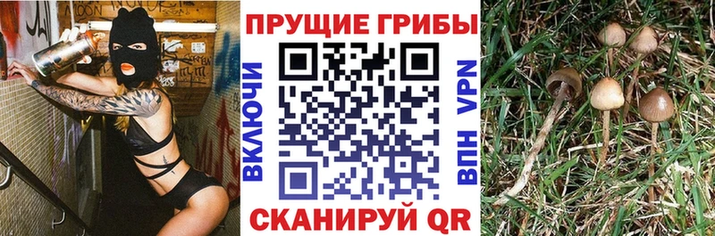 Галлюциногенные грибы Psilocybine cubensis  Купить  Петушки 